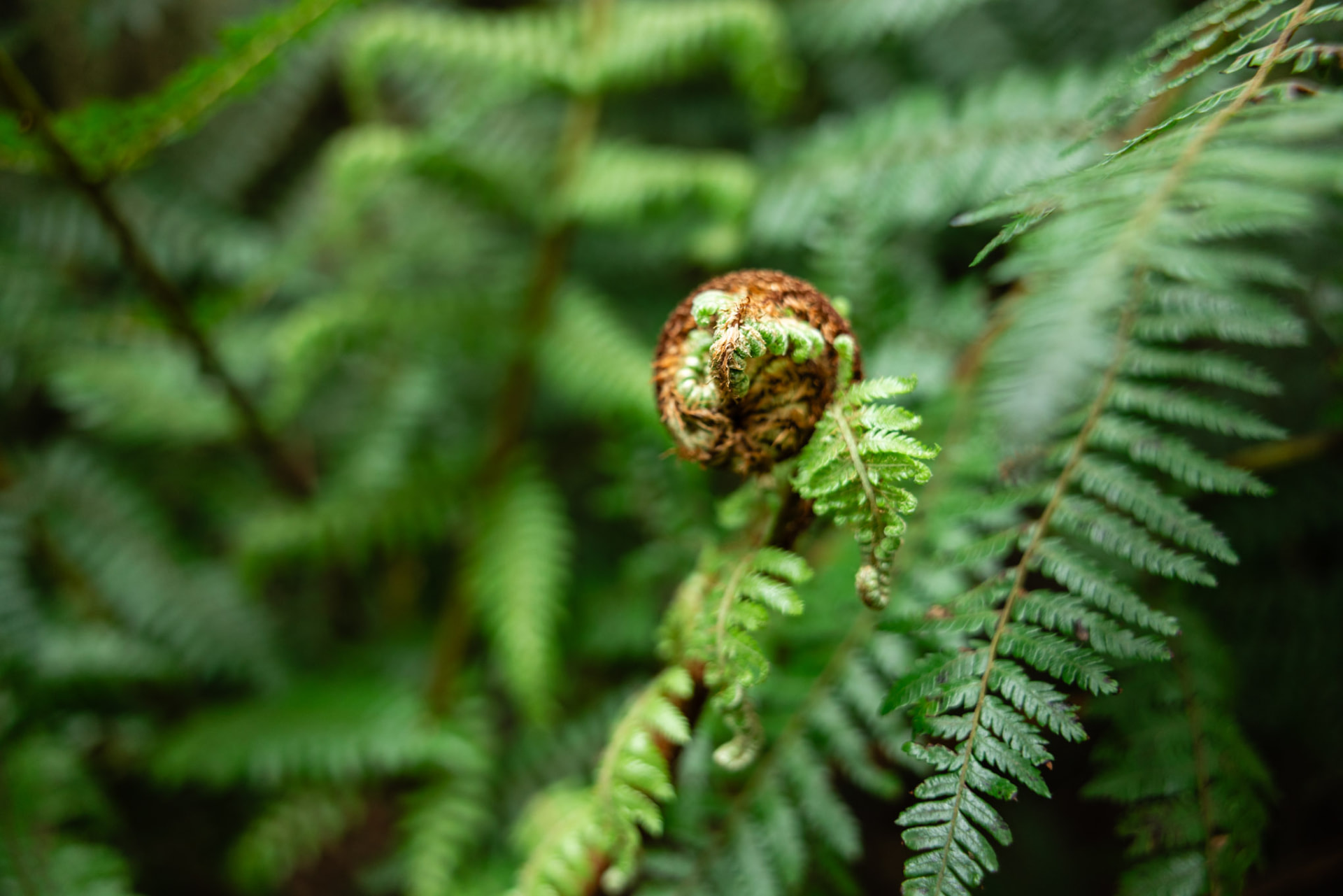 A koru unfurling among fern fronds