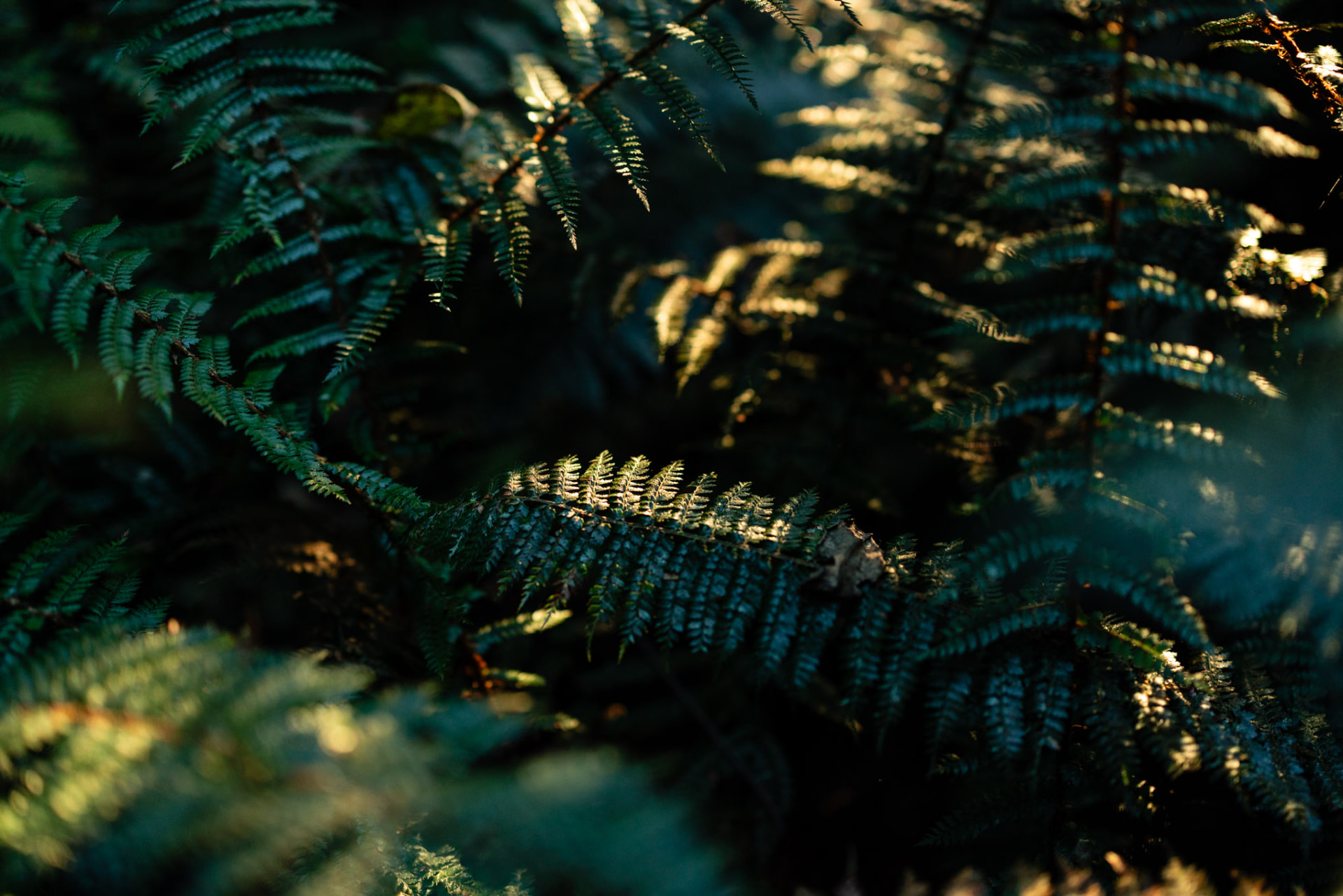 close up of forest ferns with golden sunlight and shadows across the fronds