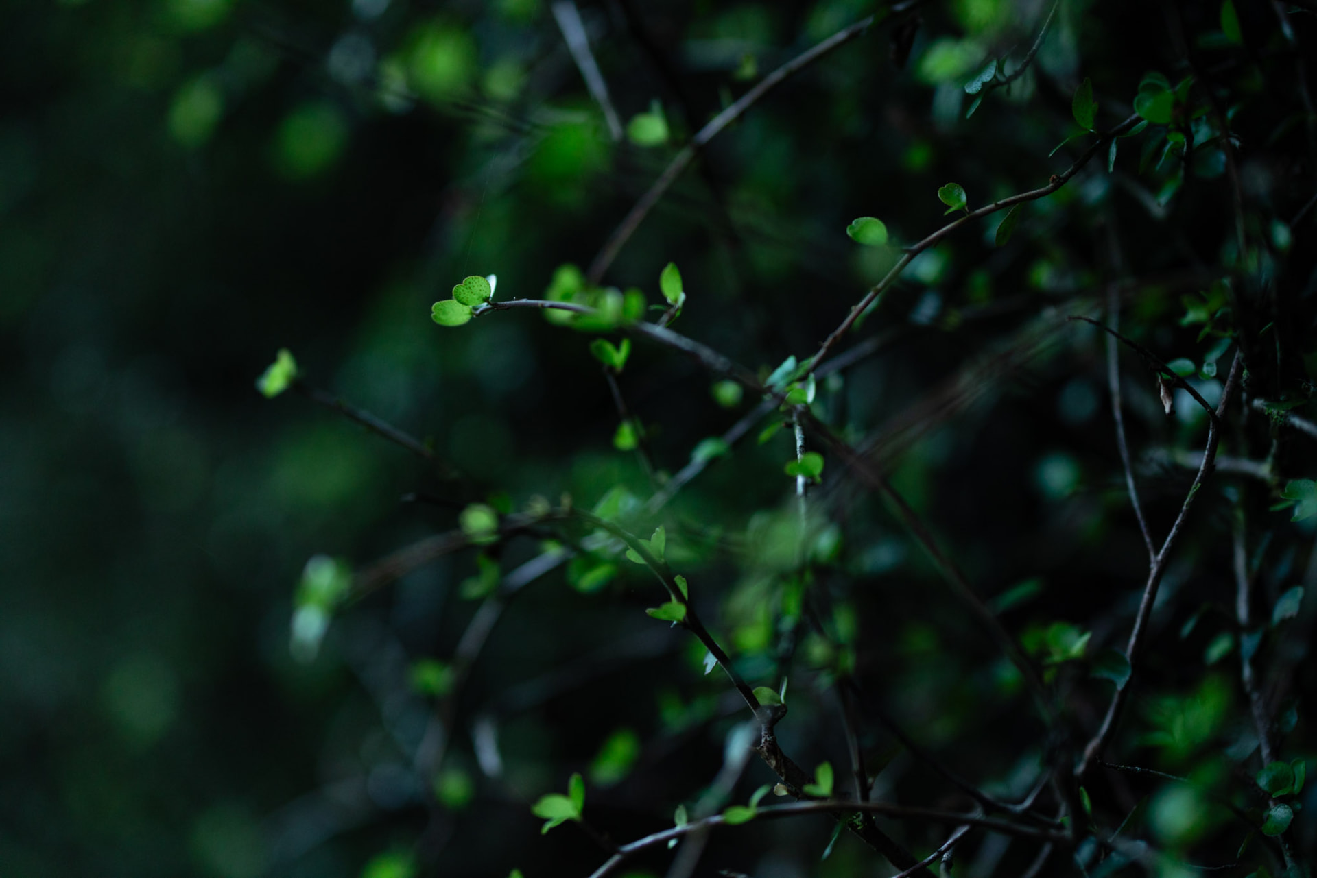 Dense green forest foliage