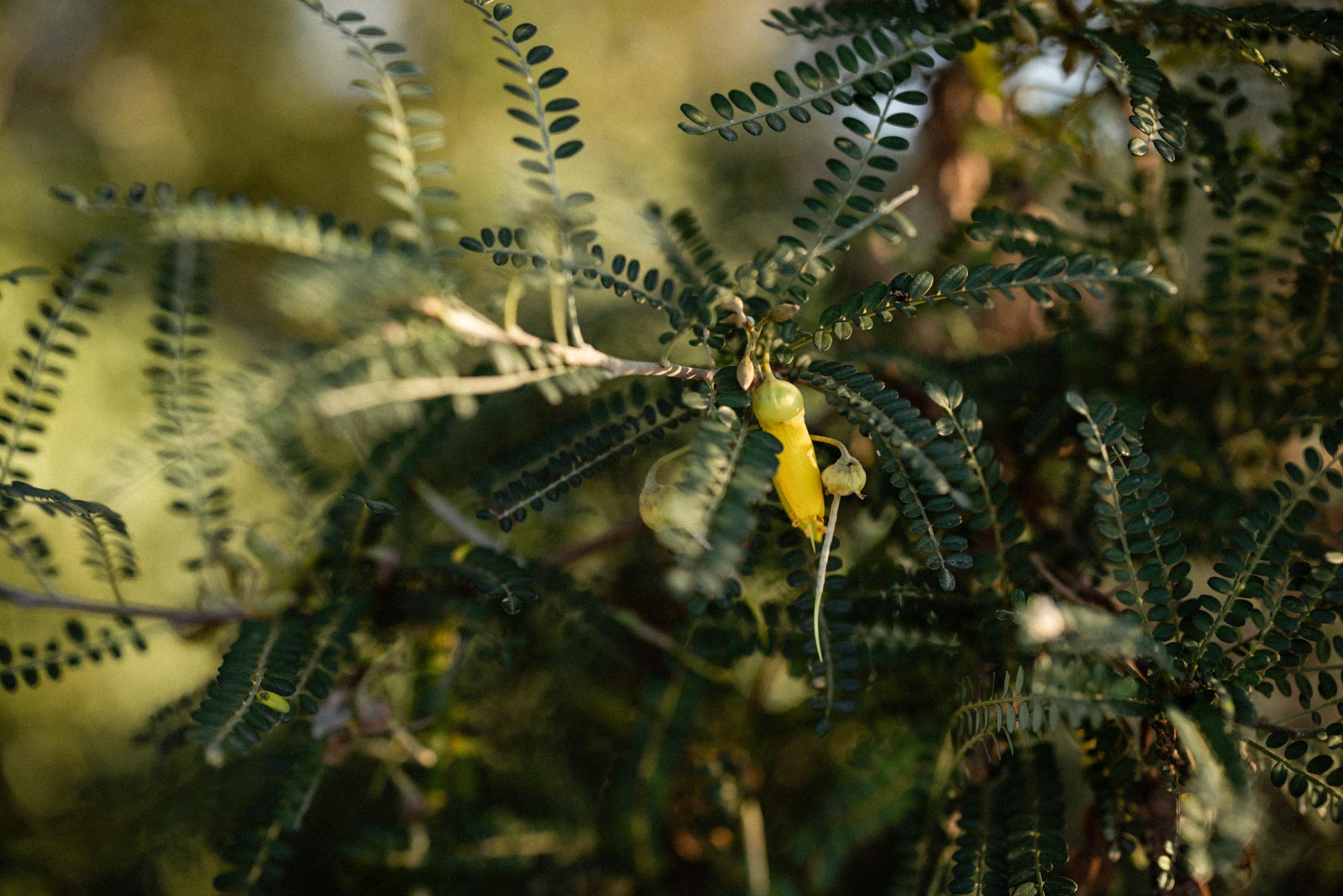 Yellow kōwhai flowers among fine green foliage