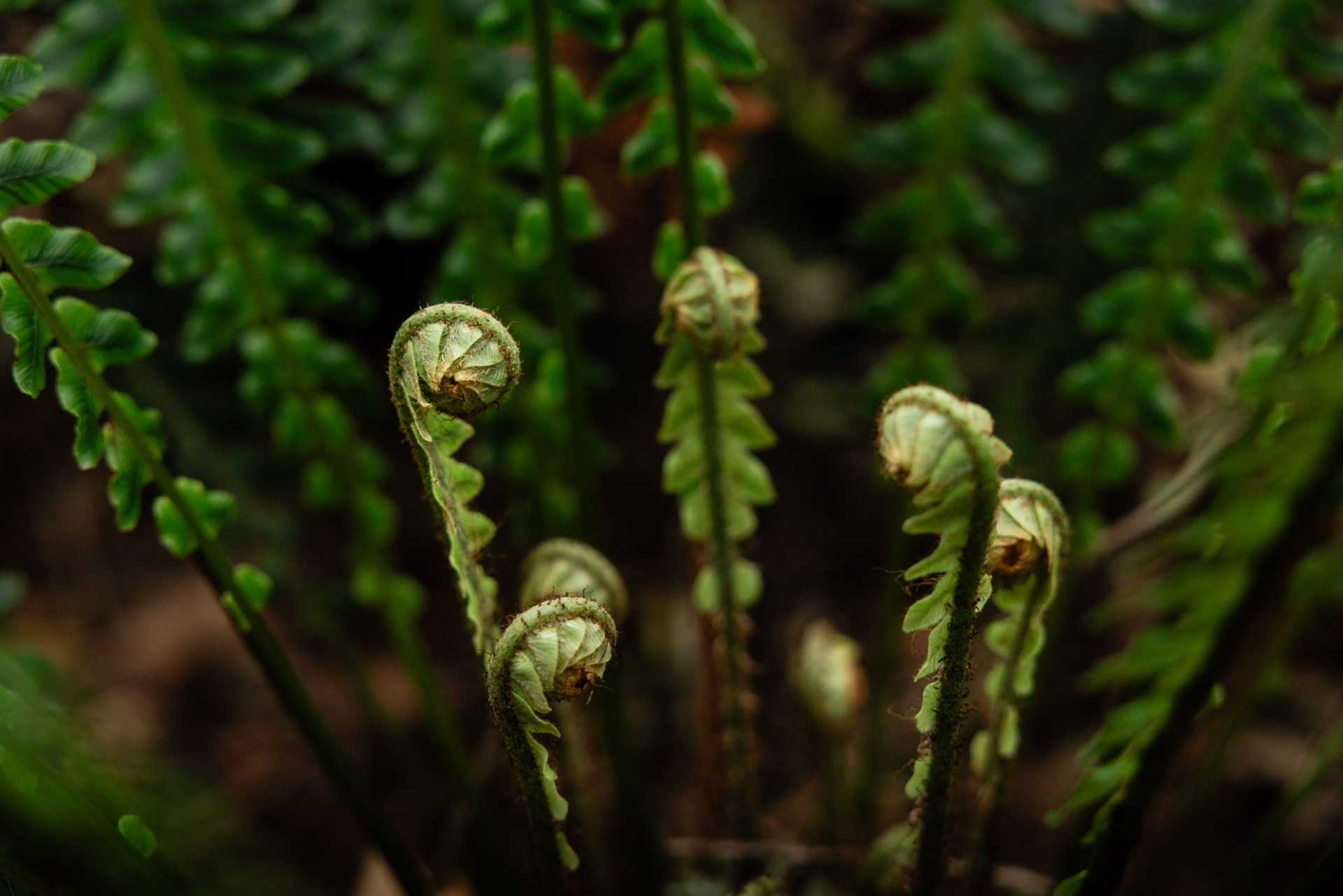 Unfurling koru fern fronds in dark forest light